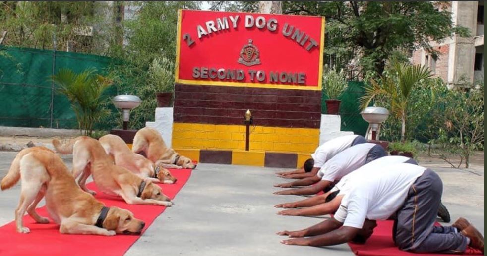 army-dog-unit-yoga1