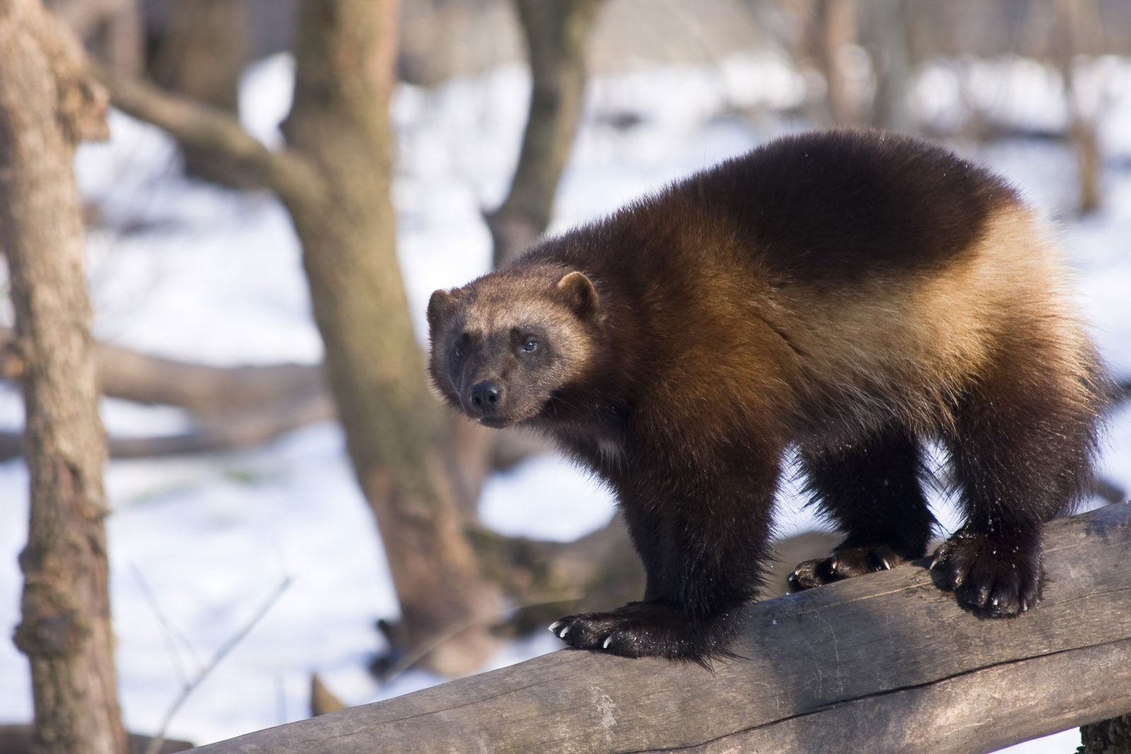 Nature: In USA, Super Rare Wolverines returns after around 100 year