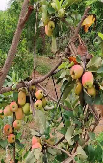 કચ્છના ખેડૂતની મહેનતના ફળનો સ્વાદ ગુજરાતની જનતા ચાખશે, ગરમ પ્રદેશમાં કર્યું સફરજનનું વાવેતર
