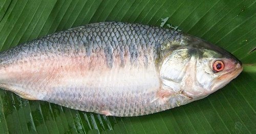SAARC Diary: First Shipment of Hilsa Fish from Bangladesh Reach Kolkata