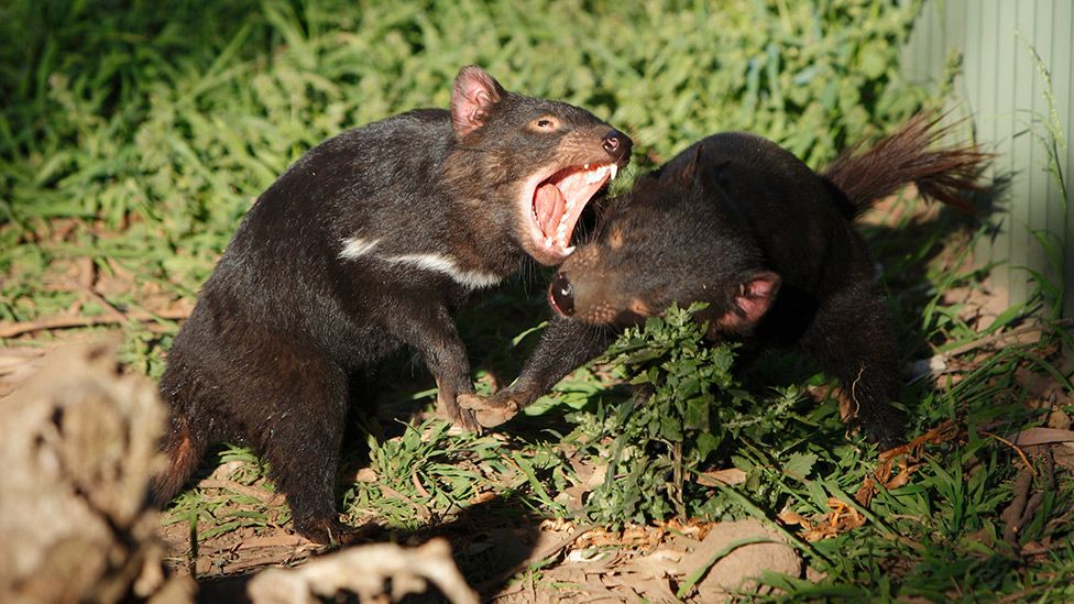 Wildlife: Devils return to mainland Australia for the first time in 3000 years