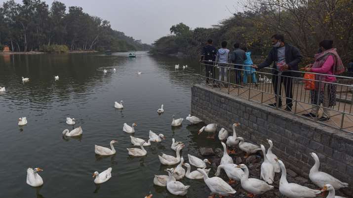 Bird Flu cases detected in Delhi: Sanjay Lake declared ‘alert zone’