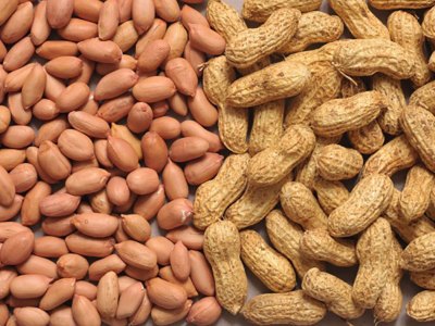 In a boost to exports from eastern region, 24 MT of groundnuts exported to Nepal from West Bengal