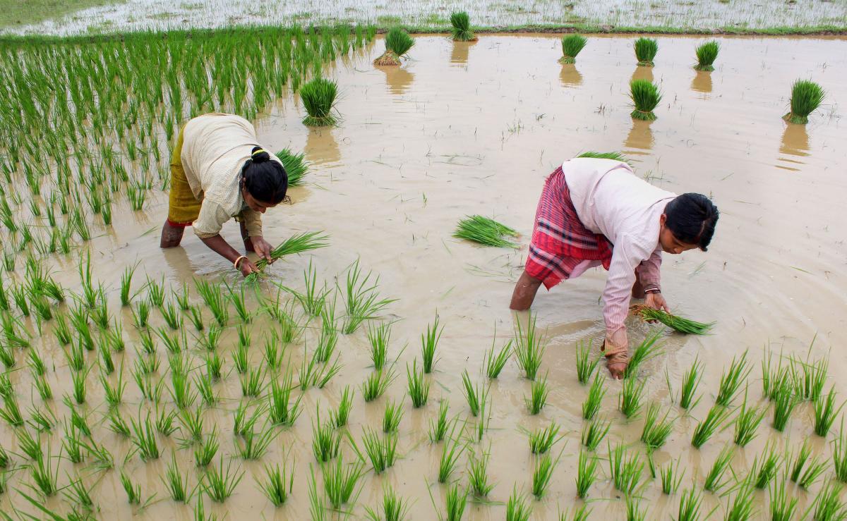 Agriculture: Centre hikes MSP for kharif paddy by Rs.72 to Rs.1,940