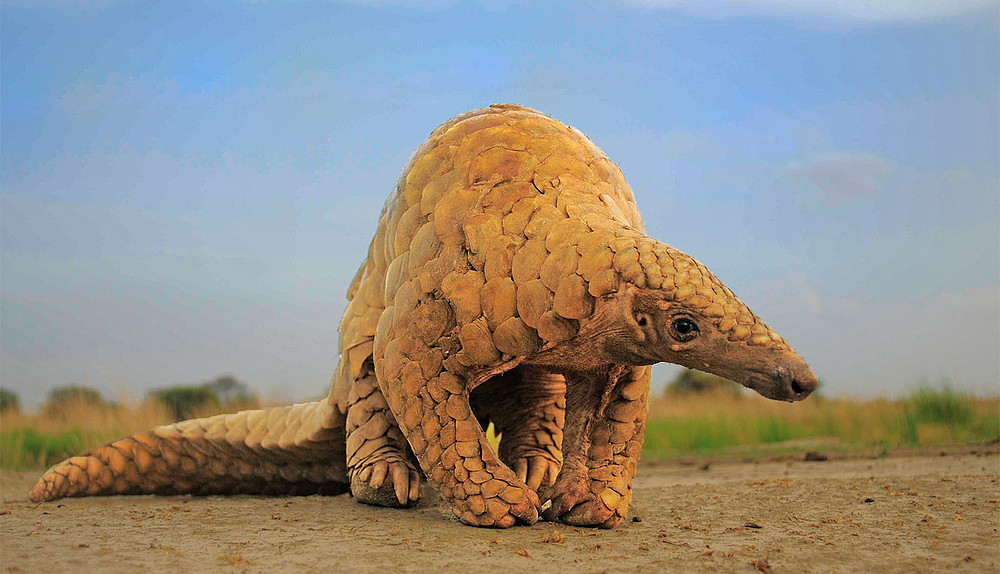 Wild life: Three arrested for trying to sell off a live pangolin