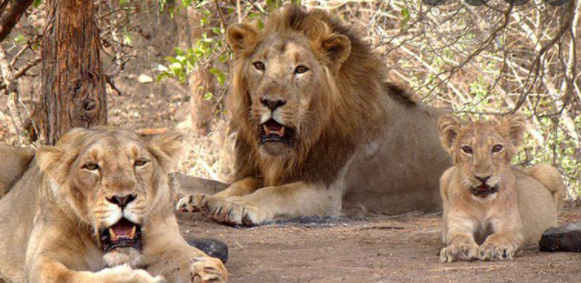 Wild life: New Delhi Zoo to exchange hippos with Asiatic lions from Gujarat