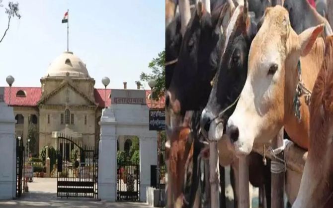 इलाहाबाद हाई कोर्ट का सुझाव : गोरक्षा को किसी धर्म से जोड़ने की जरूरत नहीं, राष्ट्रीय पशु घोषित करे केंद्र