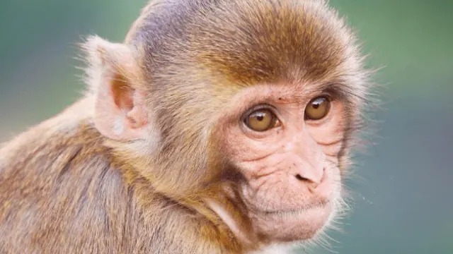 ब्राजील में 10 बंदरों को दिया गया जहर, WHO बोला- मंकीपॉक्स फैलने के लिए बंदर जिम्मेदार नहीं, उन्हें न मारें