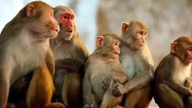 महाराष्ट्र के इस गांव में 32 एकड़ जमीन के मालिक हैं बंदर, हर शादी में होता है खास सम्मान