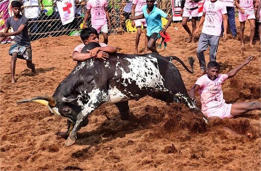 जानलेवा साबित हो रहा ‘जल्लीकट्टू’, 14 वर्षीय किशोर को सांड़ ने रौंदा, मौके पर हुई मौत