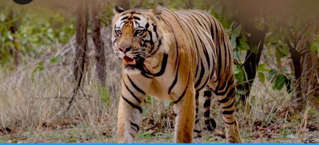 प्रधानमंत्री ने मैसूर में ‘प्रोजेक्ट टाइगर के 50 वर्ष पूरे होने के स्मरणोत्सव’ कार्यक्रम का उद्घाटन किया, बाघों की संख्या 3167 होने की घोषणा