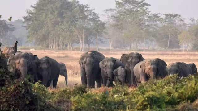 झारखंड: हाथी ने एक ही परिवार के 3 लोगों को कुचला, पति-पत्नी और बच्ची की मौत