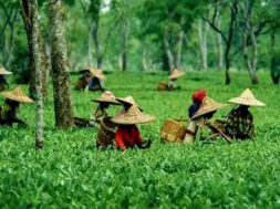 असम चाय के 200 वर्ष पूरे