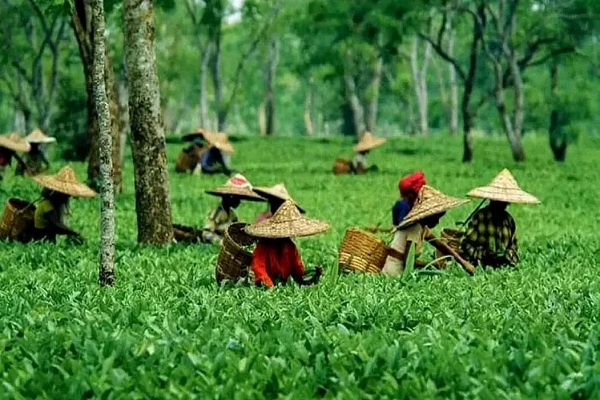 असम चाय के 200 वर्ष पूरे होने पर राज्य सरकार का किसानों को तोहफा – तीन वर्ष तक कृषि आय पर टैक्स में छूट