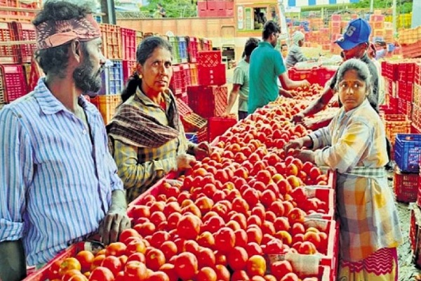 व्यापारियों का आकलन : टमाटर के भाव अभी दो माह तक कम होने की उम्मीद नहीं