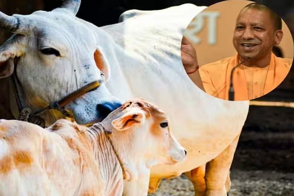 योगी सरकार का फैसला : स्वदेशी गाय की खरीद पर परिवहन और बीमा सहित अन्य मदों में 80 हजार रुपये तक की सब्सिडी