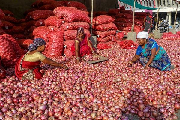 केंद्र सरकार का फैसला : बढ़ती कीमतों पर अंकुश के लिए 31 दिसम्बर तक प्याज पर लगाया 40 फीसदी निर्यात शुल्क