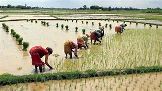 केंद्र सरकार ने जूट के न्यूनतम समर्थन मूल्य का किया ऐलान, किसानों को राहत के आसार