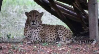 नामीबियाई चीते की मौत