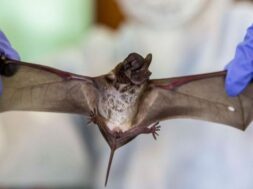 चीन ने खोजा नया कोरोना वायरस