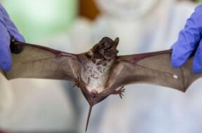 चीन ने खोजा नया कोरोना वायरस