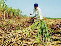 गन्ना किसान