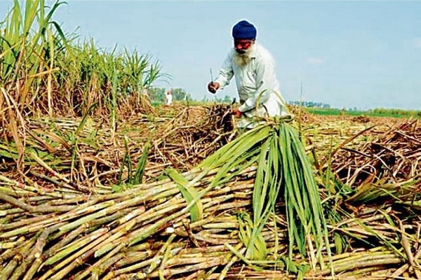 गन्ना किसानों के लिए खुशखबरी : केंद्र ने 2025-26 सीजन के लिए 355 रुपये प्रति क्विंटल एफआरपी को दी मंजूरी