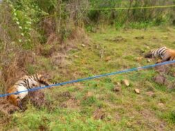 कर्नाटक में बाघिन व उसके शावकों की मौत