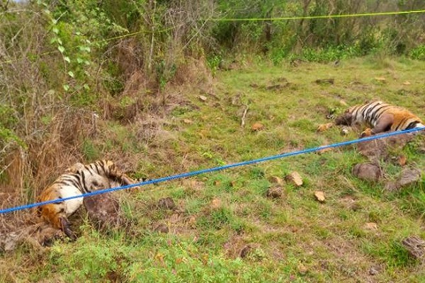 कर्नाटक : बाघिन और उसके चार शावकों को जहर देकर मारने के आरोप में तीन गिरफ्तार