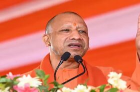 yogi