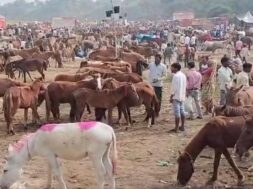 चित्रकूट में गधा मेला 1