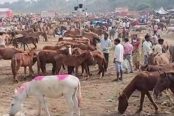 चित्रकूट में 3 दिवसीय ऐतिहासिक गधा मेला शुरू – फिल्मी सितारों के नाम पर गधों की लगी बोली