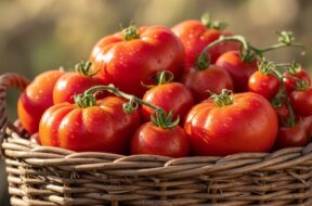 Tomato-Storage-Tips-min