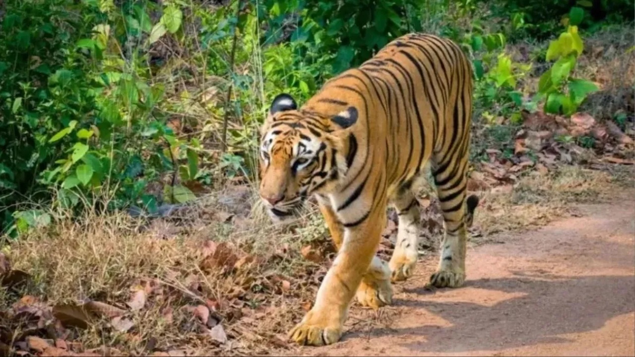 उत्तराखंड के पौड़ी गढ़वाल में आदमखोर बाघ पिंजरे में कैद, ग्रामीणों ने ली राहत की सांस