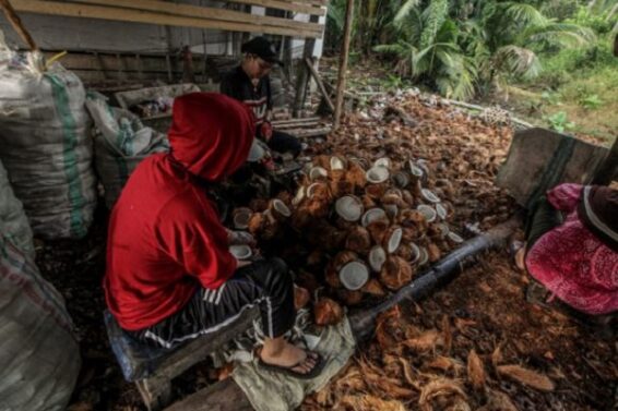 खोपरा की एमएसपी बढ़ी