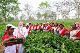 चाय के बागान में पीएम मोदी