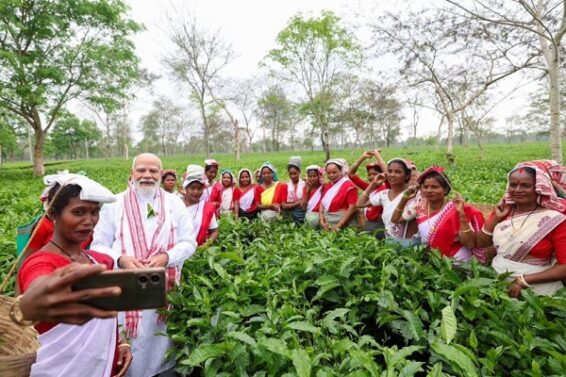 चाय के बागान में पीएम मोदी