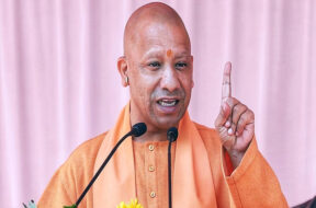 yogi